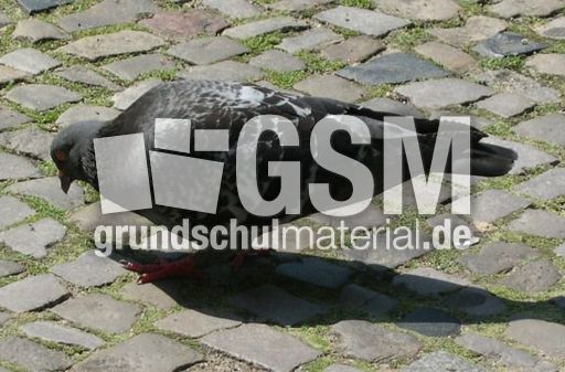 Taube_c.jpg